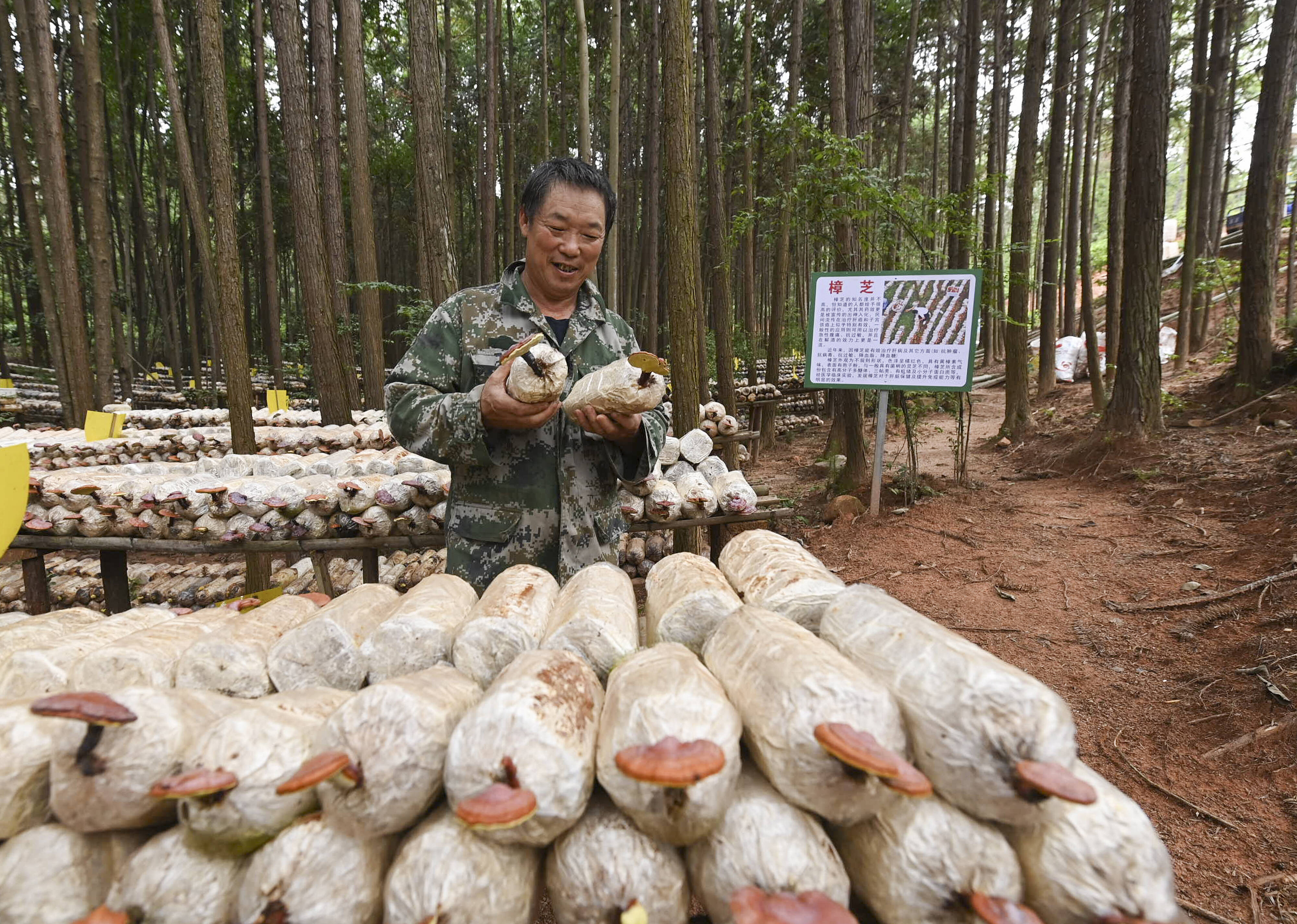 2023年9月21日，江西省抚州市，广昌县旴江生态公益林场，种植户正在查看樟芝等食用菌的生长情况。